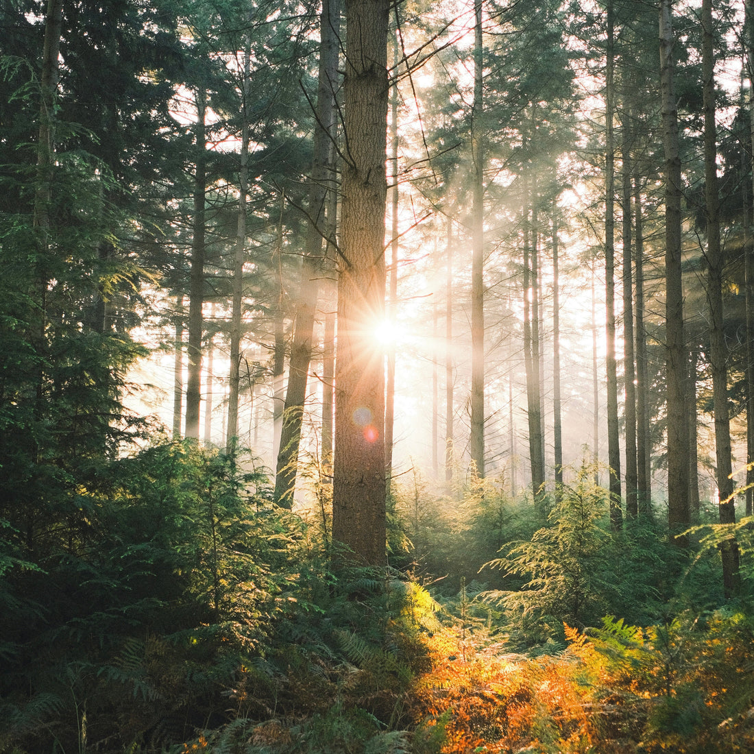 Live by the Sun.