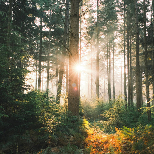 Live by the Sun.